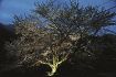 満開の桜をライトアップ　田辺市龍神村の日高川沿い