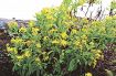 岩場にアゼトウナ咲く　紀南の各地、キク科の黄色い花