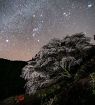 【動画】満天の星と「クマノザクラ」　１００年ぶりに確認の新種桜､和歌山･古座川町で満開
