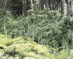 植物ツーショット（１０６）／県自然環境研究会　土永知子／ウラジロとコシダ