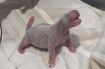 【動画】パンダの赤ちゃん誕生　白浜のアドベンチャーワールド