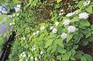 紀南の岩場に白い花　絶滅危惧のイブキシモツケ咲く