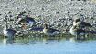 渡り鳥ヒシクイ飛来　和歌山県では確認少ない渡り鳥、南部川河口で羽休め