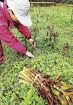イタドリを長期安定収穫　和歌山県が栽培方法を研究