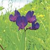 紫色のチョウのよう　和歌山県南部でレンリソウ