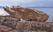 「サドンロック」と命名　白浜・三段壁の謎の岩