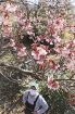 ピンク色の花ほぼ満開　古座川町三尾川でカワヅザクラ
