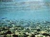 内山さんが水中撮影／古座川の美しい風景／ＮＨＫ総合で２８日放送