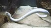 【動画】頭の先から尾の先まで白！　珍しい白いウミヘビ、京大白浜水族館で展示