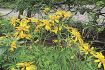初夏告げるハンカイソウ　古道沿いに黄色い花