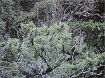 カワウ４３０羽が元島で越冬　過去最多、神島への飛来警戒
