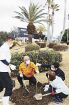クマノザクラ６本植樹　和歌山県白浜の保養所に長谷工