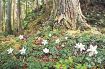 【動画】梅花に似た「森の妖精」　世界遺産・熊野古道沿いで可憐に、和歌山・田辺市