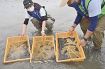 ヒラメ稚魚１２００匹放流　串本の橋杭海水浴場