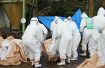 ２６７匹の殺処分完了　和歌山県、豚熱発生の養豚場
