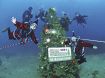 海底からメリークリスマス　ダイビング組合がツリー設置