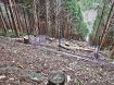 人工林を間伐し天然林に　和歌山県が取り組み
