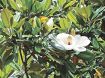 植物ツーショット（５９）／タイサンボクとホオノキ