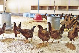 中辺路町でも飼育始まる　和歌山県の地鶏「龍神コッコ」