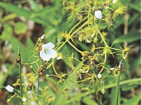 草むらに希少な食虫植物　絶滅危惧イシモチソウが白い花、和歌山