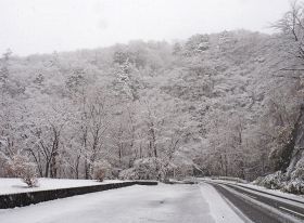 １１月１３日に、初冠雪で真っ白になった高野龍神スカイライン沿いの木々（和歌山県田辺市龍神村で）