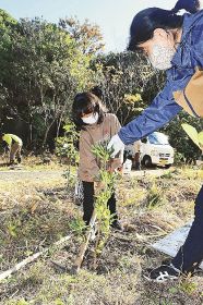 天神崎の山林に植樹する参加者（５日、和歌山県田辺市天神崎で）