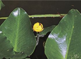 水上に黄色い花　コウホネ咲く