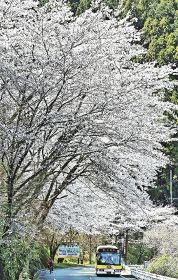 早くも満開になった国道沿いの桜並木（１８日、和歌山県田辺市本宮町で）