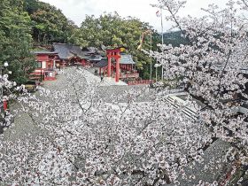 満開となって熊野那智大社の境内を彩っている「秀衡桜」（１２日、和歌山県那智勝浦町で）