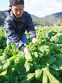 食用菜の花を収穫する農家（和歌山県白浜町田野井で）