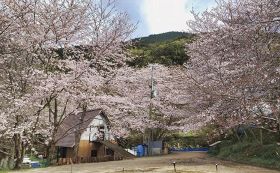 宇杉さんしのび桜まつり　２日、田辺市長野の「ひるね茶屋」