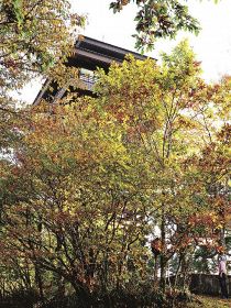 護摩壇山色づく　１週間早く紅葉シーズン到来