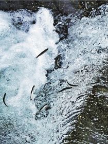 魚道の段差を跳び越えて上流に上る若アユ（１８日、和歌山県みなべ町山内の南部川で）