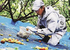 梅の収穫作業を手伝うＪＡながみね青年部副部長の前山明日規さん（１６日、和歌山県みなべ町東岩代で）