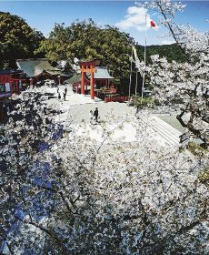 【動画】「秀衡桜」満開　世界遺産・熊野那智大社