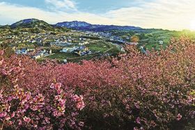 ピンク色　早咲きサクラ／田辺の熊野古道「三栖王子跡」
