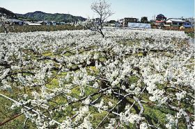 綿のように白い花　田辺市でスモモ咲き始め