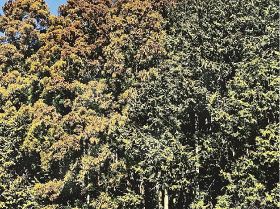 左側の赤茶色の木はスギ、右側の緑色の木はヒノキ