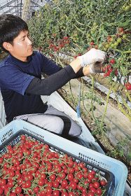 真っ赤に色づいたミニトマトを収穫する農家（和歌山県みなべ町堺で）