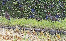 キジが落ち穂拾い　稲刈りシーズンを迎えた和歌山県南部で