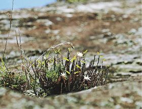 一枚岩で咲き始めたセッコクの花（和歌山県古座川町相瀬で）