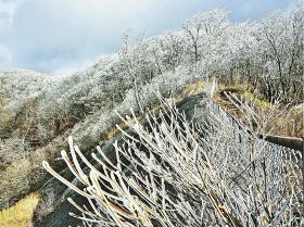 霧氷ができた護摩壇山（２７日、和歌山県田辺市龍神村龍神で）