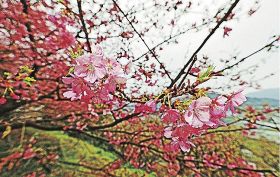 見頃を迎えた早咲きのサクラ。近くでは梅も白い花を咲かせている（１４日、田辺市下三栖で）
