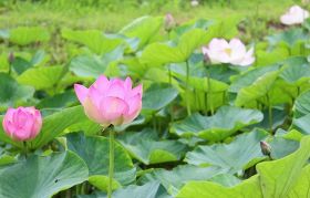 【動画】｢古代の花｣開く　和歌山県上富田町で大賀ハスが見頃