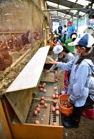 「産みたて温かい」　小学生が鶏の採卵体験