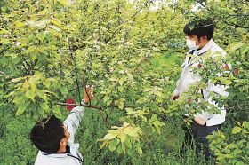 南高梅の着果、過去１０年比８０％以下　日高果樹技術者協調査