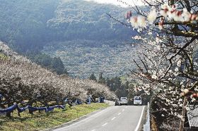 梅の花が見頃を迎え道路沿いや山の斜面が白くなっている（２日、和歌山県みなべ町広野で）