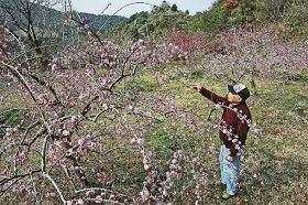 「梅源郷」で見頃を迎えた観賞用の梅の花（２日、和歌山県みなべ町清川で）