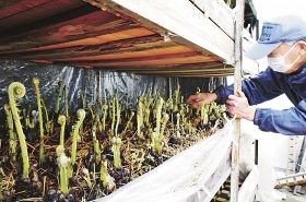 促成栽培のコゴミ収穫／田辺市秋津川で最盛期