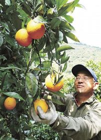 バレンシアオレンジを収穫する谷本雅保さん（２５日、和歌山県田辺市上秋津で）
